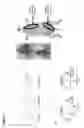 Fig. 03 - Endoxifen For Local Transdermal Therapy To The Breast