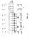Fig. 02 - Coordinated metabolic reprogramming in response to productive viral infections