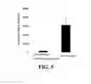 Fig. 07 - COMPOSITION CONTAINING MESENCHYMAL STEM CELL-HYDROGEL AND METHOD FOR PRODUCING THE COMPOSITION