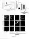 Fig. 08 - METHODS OF TREATING HYPOXIA-ASSOCIATED OPTICAL CONDITIONS WITH CARTILAGE OLIGO MATRIX PROTEIN-ANGIOPOIETIN 1 (COMP-ANG1)