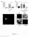 Fig. 10 - METHODS OF TREATING HYPOXIA-ASSOCIATED OPTICAL CONDITIONS WITH CARTILAGE OLIGO MATRIX PROTEIN-ANGIOPOIETIN 1 (COMP-ANG1)