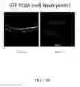 Fig. 23 - METHODS OF TREATING HYPOXIA-ASSOCIATED OPTICAL CONDITIONS WITH CARTILAGE OLIGO MATRIX PROTEIN-ANGIOPOIETIN 1 (COMP-ANG1)