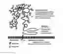 Fig. 01 - NUCLEIC ACIDS FOR TREATMENT OF PEANUT ALLERGIES