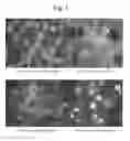 Fig. 02 - CAROTENOID PARTICLES AND USES THEREOF