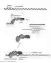Fig. 01 - REGULATABLE ADENO-ASSOCIATED VIRUS (AAV) VECTOR