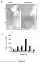Fig. 13 - Time-controlled glucose releasing hydrogels and applications thereof