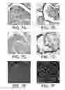 Fig. 08 - Injectable peripheral nerve specific hydrogel