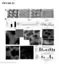 Fig. 26 - MICROFABRICATED TISSUE SCAFFOLDS AND METHODS OF MAKING AND USING THE SAME