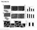 Fig. 27 - MICROFABRICATED TISSUE SCAFFOLDS AND METHODS OF MAKING AND USING THE SAME