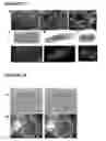 Fig. 28 - MICROFABRICATED TISSUE SCAFFOLDS AND METHODS OF MAKING AND USING THE SAME