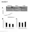 Fig. 33 - MICROFABRICATED TISSUE SCAFFOLDS AND METHODS OF MAKING AND USING THE SAME