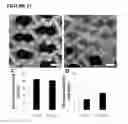 Fig. 37 - MICROFABRICATED TISSUE SCAFFOLDS AND METHODS OF MAKING AND USING THE SAME