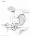 Fig. 02 - NERVE STIMULATION AND BLOCKING FOR TREATMENT OF GASTROINTESTINAL DISORDERS