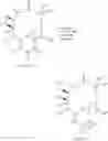 Fig. 91 - 14-membered ketolides and methods of their preparation and use