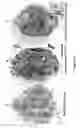 Fig. 07 - Antileishmanial compositions and methods of use