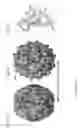 Fig. 02 - Rhinovirus C immunogenic peptides