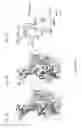 Fig. 04 - Rhinovirus C immunogenic peptides