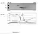 Fig. 07 - Rhinovirus C immunogenic peptides