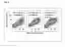 Fig. 07 - Hepatocyte Growth Factor Fragments that Function as Potent Met Receptor Agonists and Antagonists