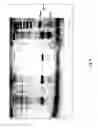 Fig. 12 - NOVEL TGF-ALPHA MUTANT PROTEINS