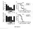 Fig. 06 - COMPOSITIONS AND METHODS RELATED TO ANTIBODIES THAT NEUTRALIZE COAGULASE ACTIVITY DURING STAPHYLOCOCCUS AUREUS DISEASE