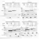 Fig. 06 - Human Notch1 decoys