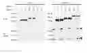 Fig. 07 - Human Notch1 decoys
