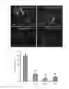 Fig. 22 - Human Notch1 decoys