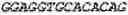 Fig. 41 - Binding molecules, especially antibodies, binding to L1CAM (CD171)