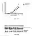 Fig. 22 - Anti-CD100 antibodies and methods for using the same