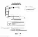 Fig. 33 - Antibodies against OX40 and uses thereof