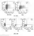 Fig. 64 - Antibodies against OX40 and uses thereof