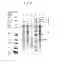 Fig. 06 - PROTEIN COMPLEX CAPABLE OF CATALYZING ASYMMETRIC OXIDATION REACTION AND METHOD FOR PRODUCING SAME