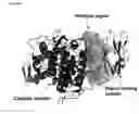 Fig. 09 - VARIANTS HAVING GLUCOAMYLASE ACTIVITY