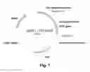 Fig. 02 - Polypeptides having cellulolytic enhancing activity and polynucleotides encoding same