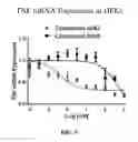 Fig. 10 - Anti-TNF compounds