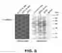 Fig. 09 - RECOMBINANT BACTERIUM TO DECREASE TUMOR GROWTH