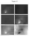Fig. 09 - METHODS FOR TRANSFERRING MOLECULAR SUBSTANCES INTO PLANT CELLS