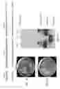 Fig. 06 - Compositions and related methods for modulating alkaloid production by controlling PMT promoter activation mediated by transcriptional factors ERF and MYC