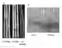 Fig. 01 - COMPOSITIONS AND METHODS TO ENHANCE MECHANICAL STALK STRENGTH IN PLANTS