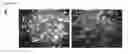 Fig. 08 - Cell lines