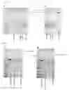 Fig. 09 - Cell lines