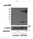 Fig. 07 - Compositions and cell-based methods for monitoring the activity of a Dengue Virus protease