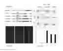 Fig. 24 - Compositions and cell-based methods for monitoring the activity of a Dengue Virus protease