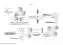 Fig. 43 - Compositions and cell-based methods for monitoring the activity of a Dengue Virus protease