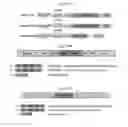 Fig. 49 - Compositions and cell-based methods for monitoring the activity of a Dengue Virus protease