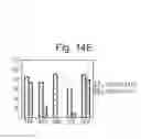 Fig. 33 - Methods for characterizing alternatively or aberrantly spliced mRNA isoforms