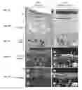 Fig. 07 - Engineered skin equivalent, method of manufacture thereof and products derived therefrom