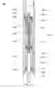 Fig. 02 - System, apparatus and method for artificial lift, and improved downhole actuator for same