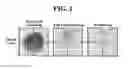 Fig. 02 - REFRACTIVE INDEX MATCHING COMPOSITION FOR BIOLOGICAL TISSUE